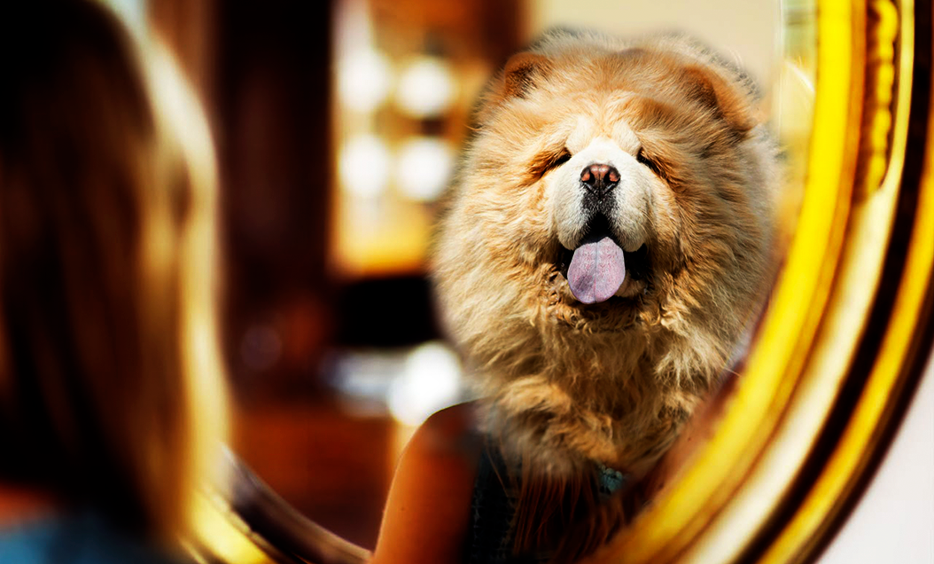 Un chow chow dans le miroir (ou pourquoi les muscles nous abandonnent)